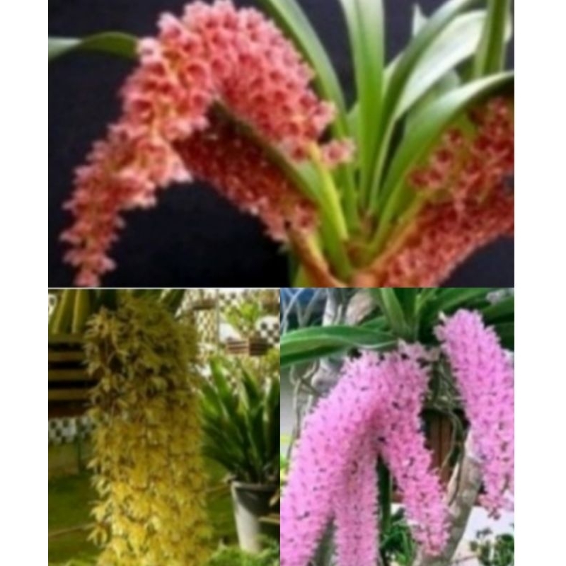 paket angrek 2 jenis angrek sepesies angrek hutan teropis