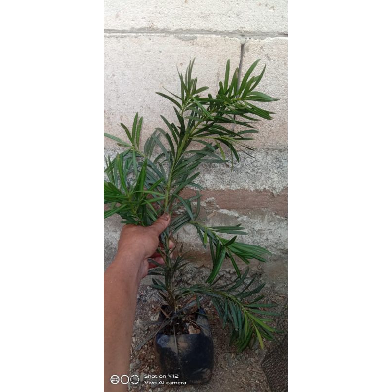 podokarpus/lohansung lidah burung