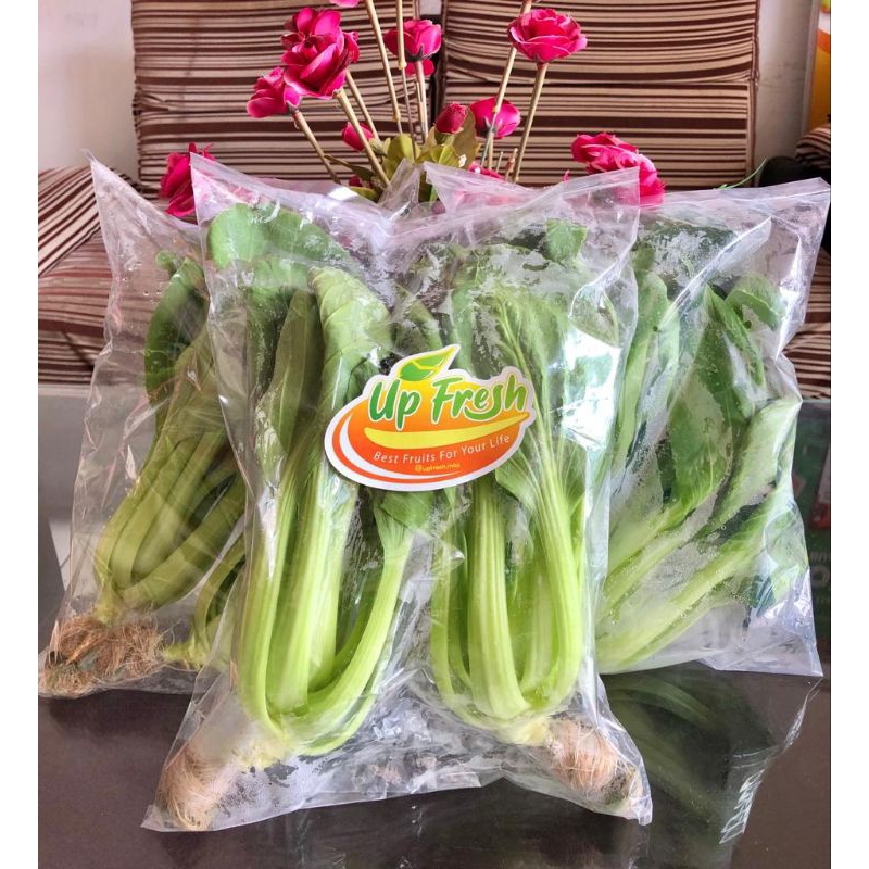 

SAYUR PAKCOY HIDROPONIC