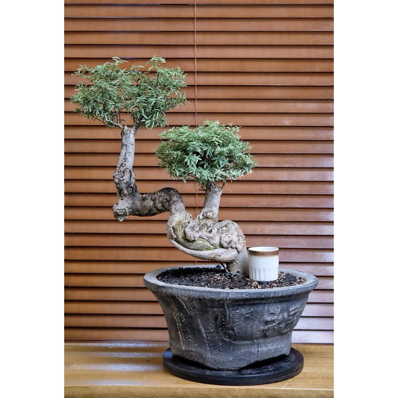 Pohon Bonsai Jelitri Sambung Anting Putri Mikro Varigata Putih