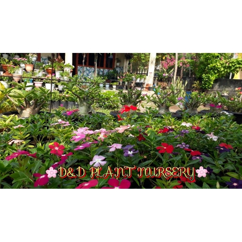 Bunga vinca~plant (tanaman hidup)