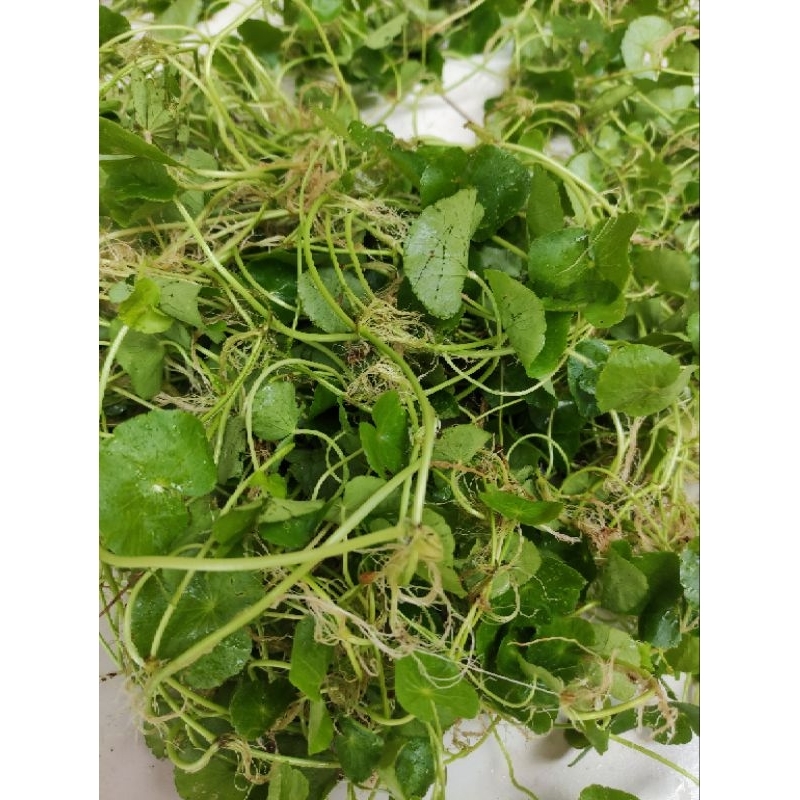 

Daun pegagan rambat / antanan obat herbal organik 500 gram