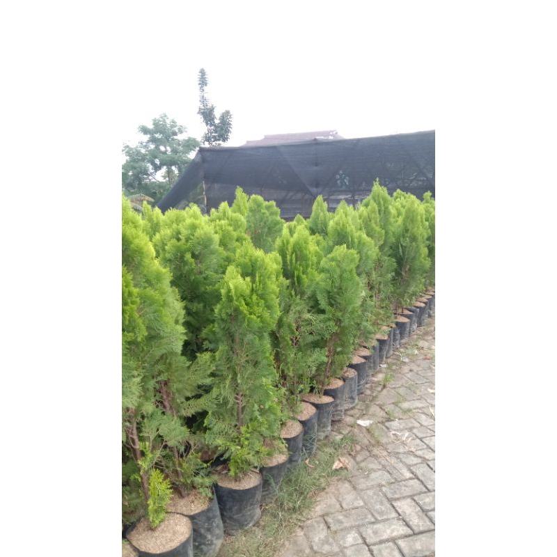 cemara kipas 1 meter