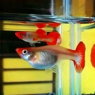 Guppy Red koi