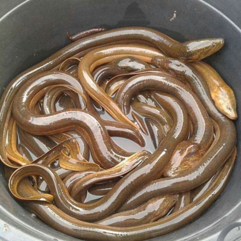 BELUT SEGAR