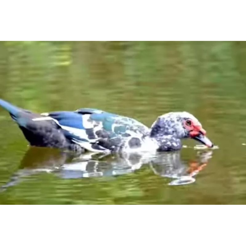 

telur mentok jumbo,dragon dan berkualitas.