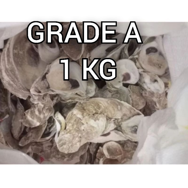 Oyster 1 kg / oyster / kerang oyster / cangkang oyster / media filter / media filter koi / media fil