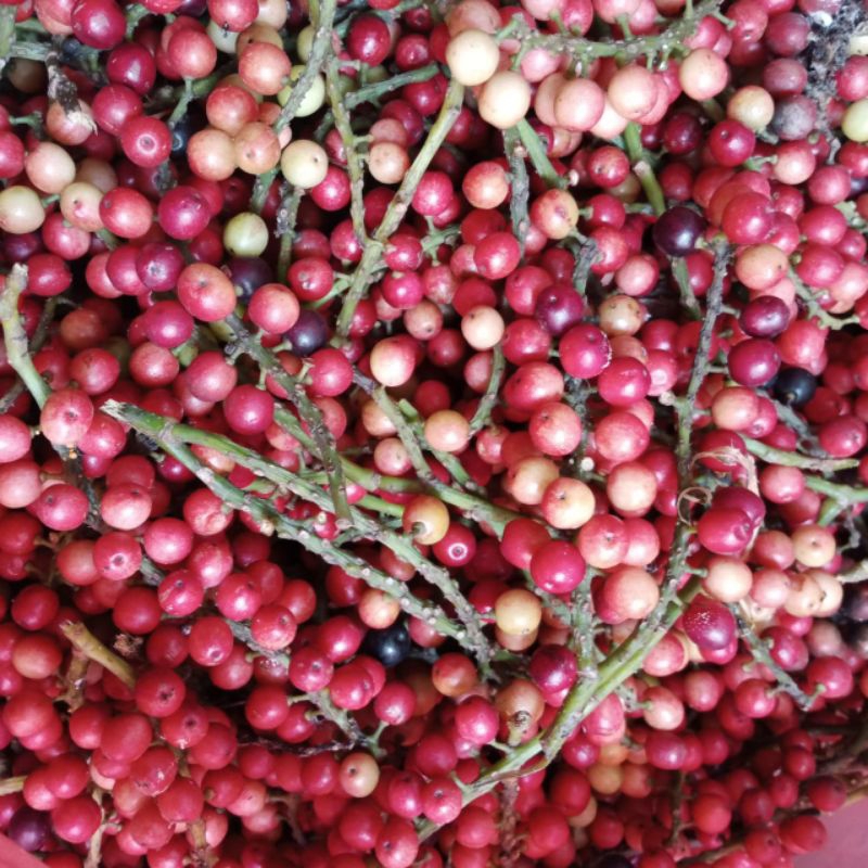 

Buah huni 500 gram buah buni buah boni buah langka buah musiman buah rujak