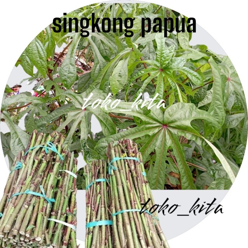 bibit singkong papua viral COD termurah 1 kg