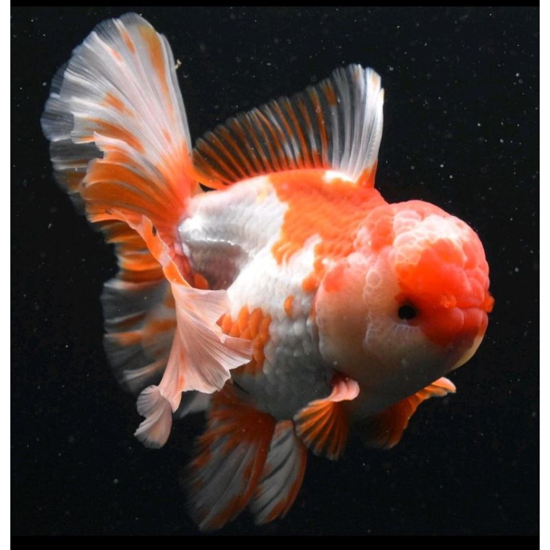 ORANDA RW GRADE A&F1