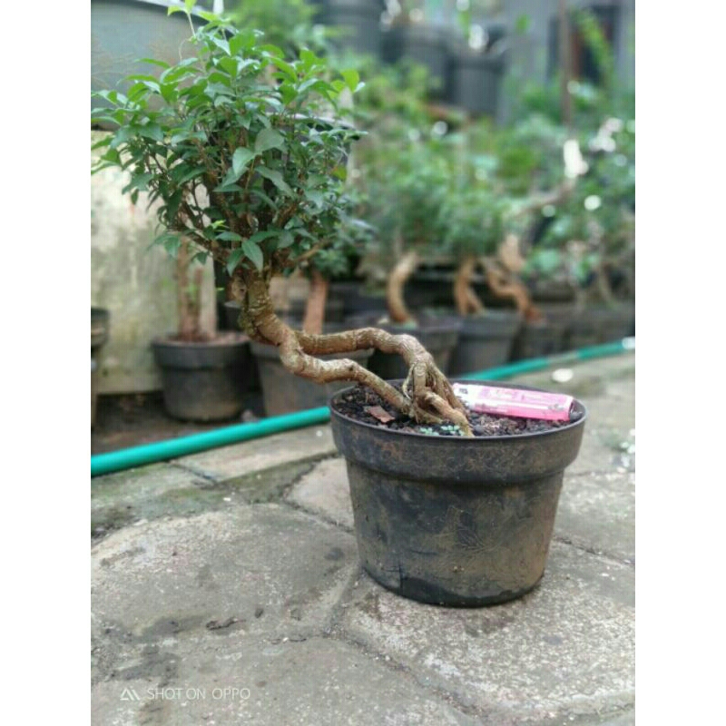 bonsai sakura mikro bahan
