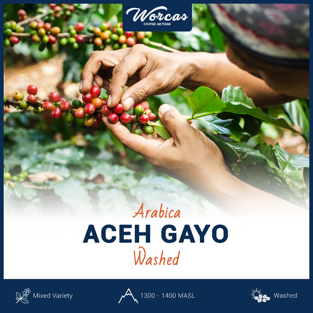 

Green Bean Arabica Aceh Gayo 1 Kg | Biji Kopi Mentah