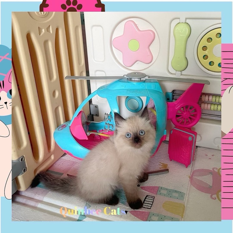 Kucing Himalaya Seal Point Betina