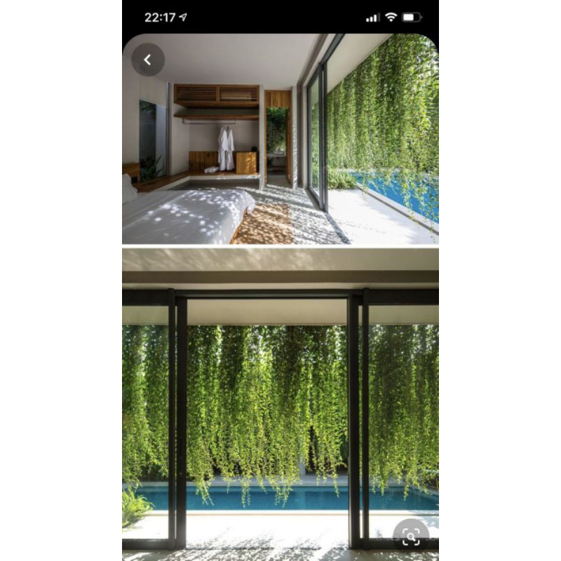 Tanaman Menjuntai Lee Kwan Yew - Tanaman Hias Rambat - Lee Kwan Yew