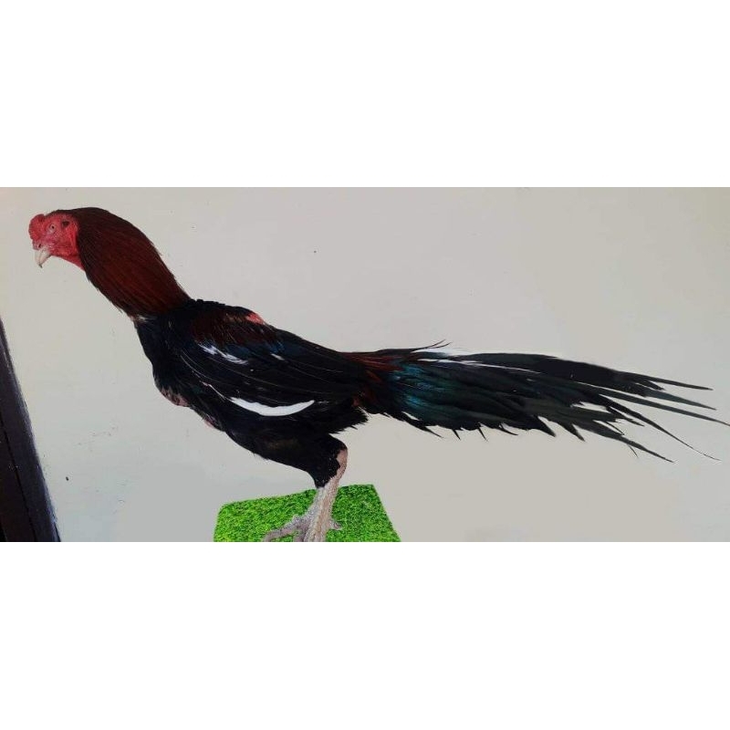 

telur vertil ayam ekor lidi