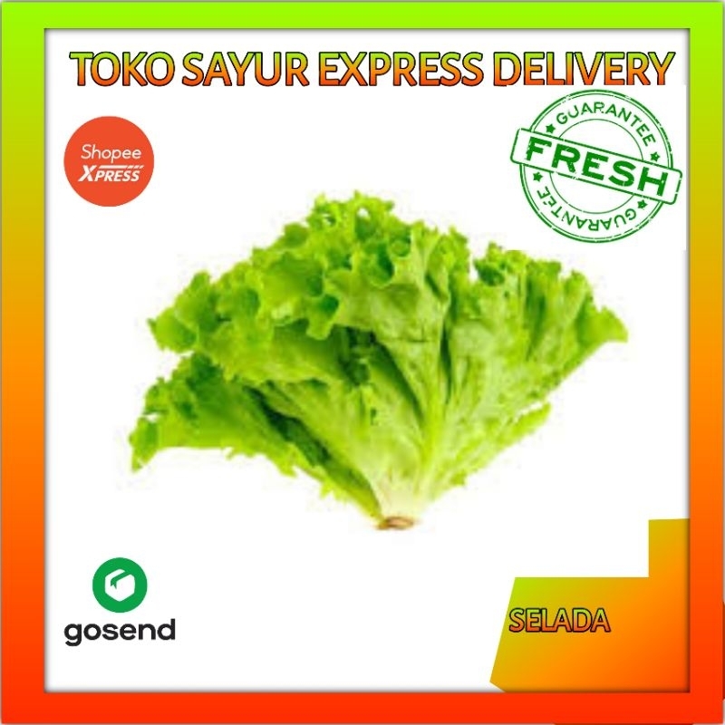

Selada Salada Keriting Segar - Sayur Fresh Express Palembang