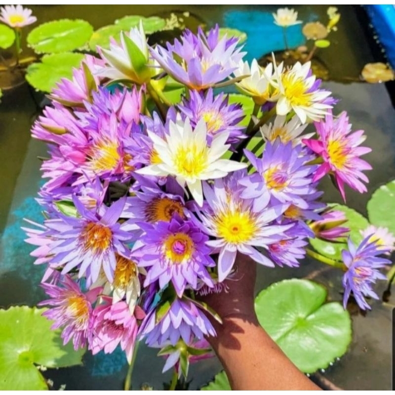 tanaman air teratai /bunga teratai