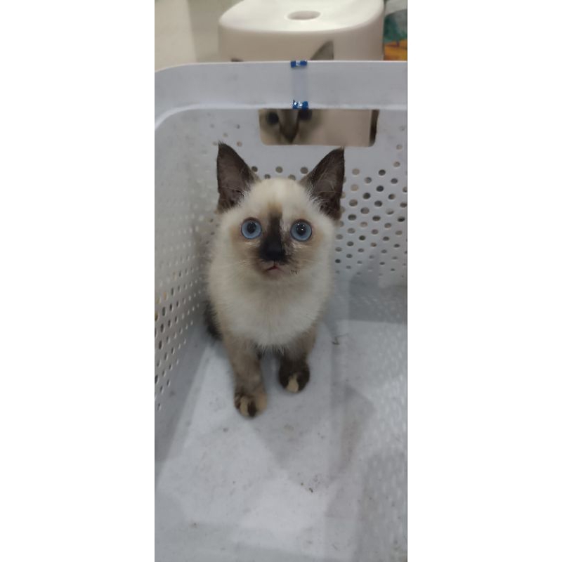 Kucing Himalaya (Kucing Pasir x Kucing Siamese)