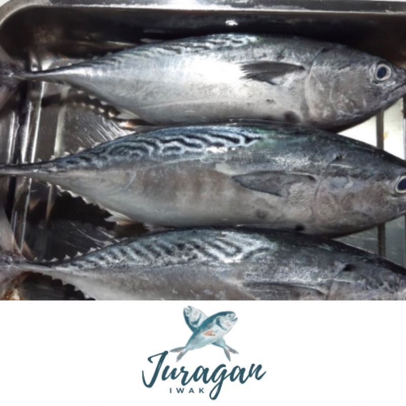 

Ikan Tongkol Batik (1 kg dan 500 gr)
