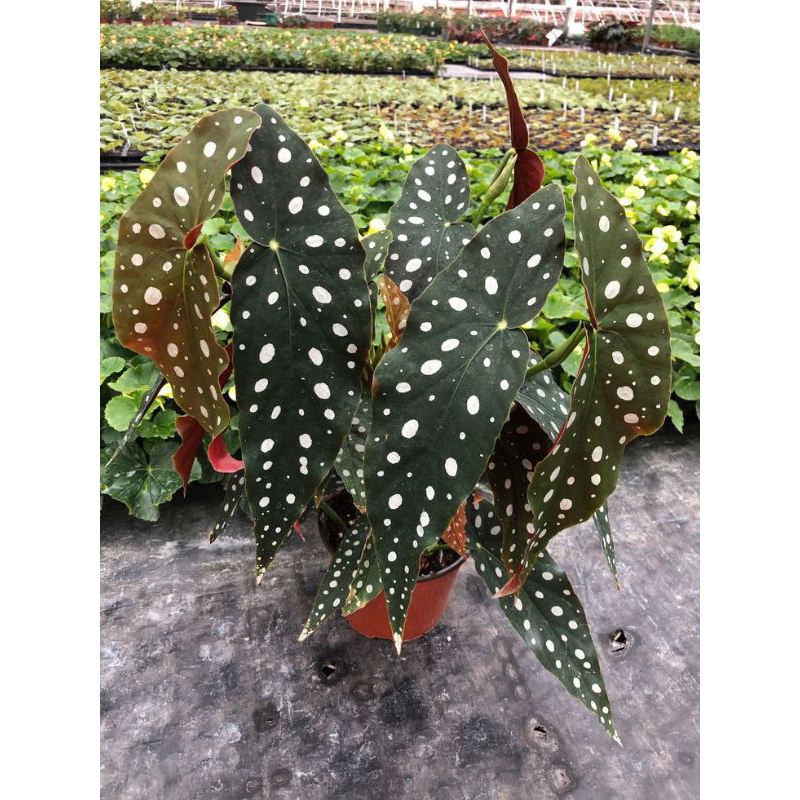 tanaman hias begonia polkadot angel wink (Tanaman hias hidup indoor murah besar dan rimbun--bunga hi