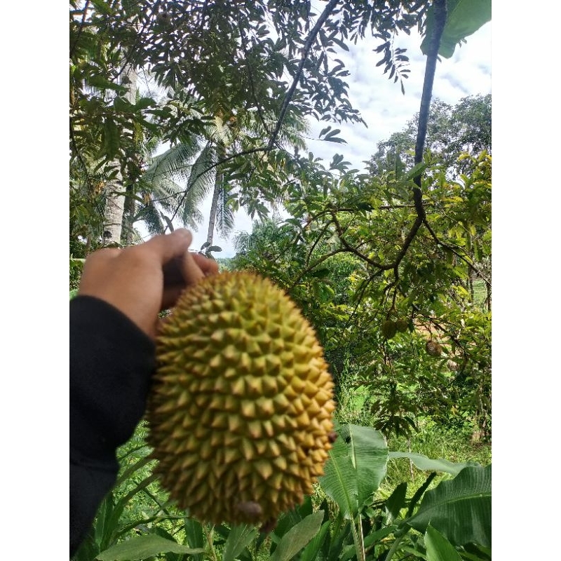 

durian raja