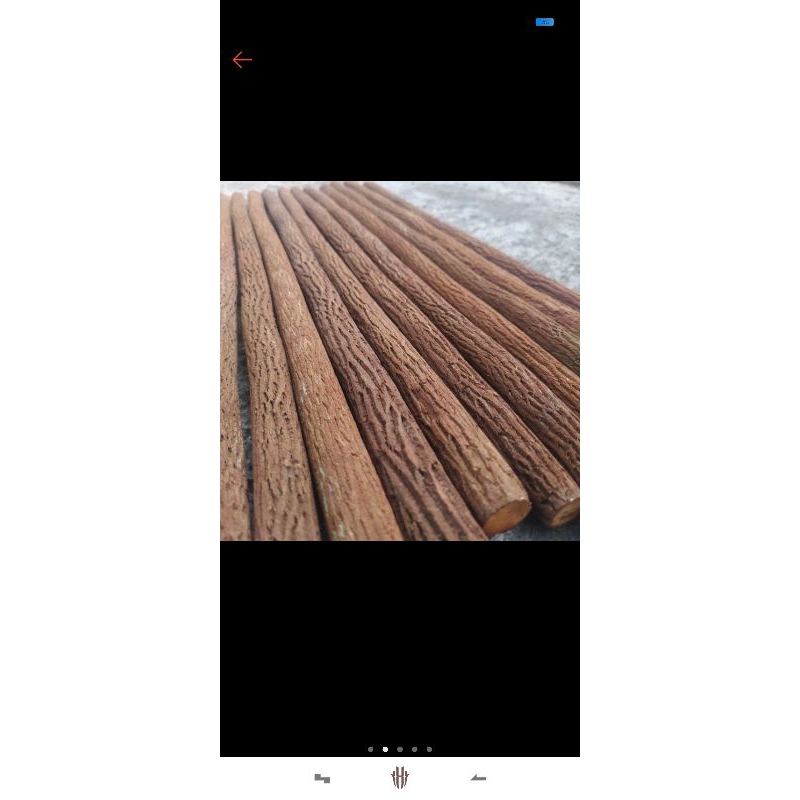 tangkringan burung asem jawa