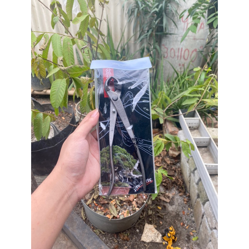 catok bonsai cembung import 21 cm catut alat bonsai
