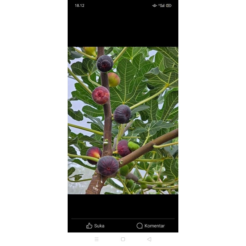 BIBIT BUAH TIN FC BLACK