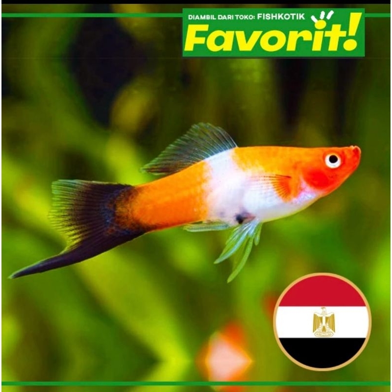Platy Mesir Ikan Hias Aquascape Hiasan Aquarium Tanaman Air Tawar