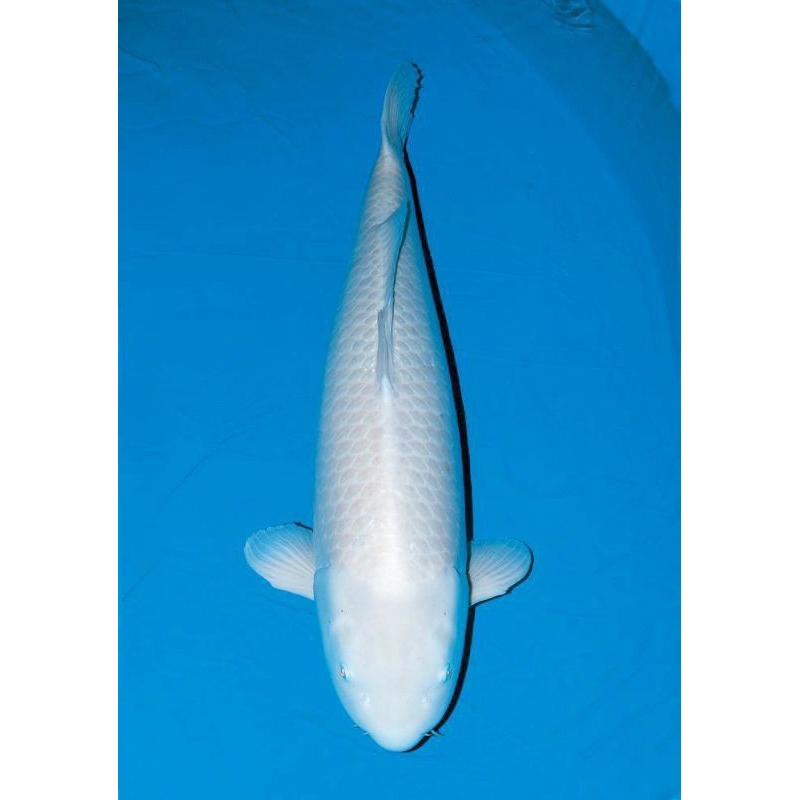 

KOI PLATINUM SIZE 20-25CM