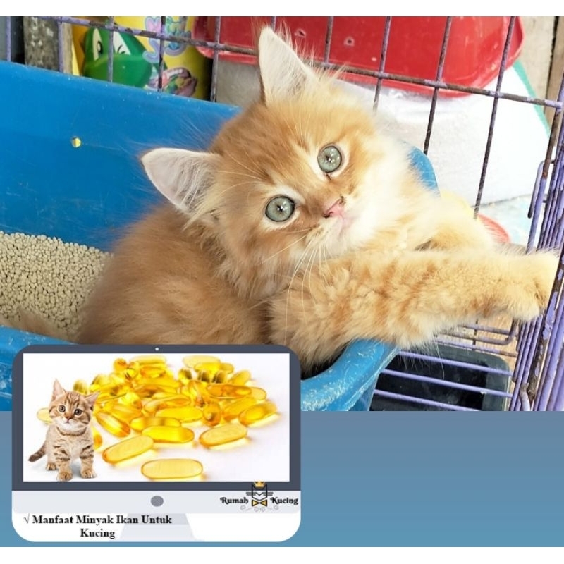 vitamin kucing Oren gembul