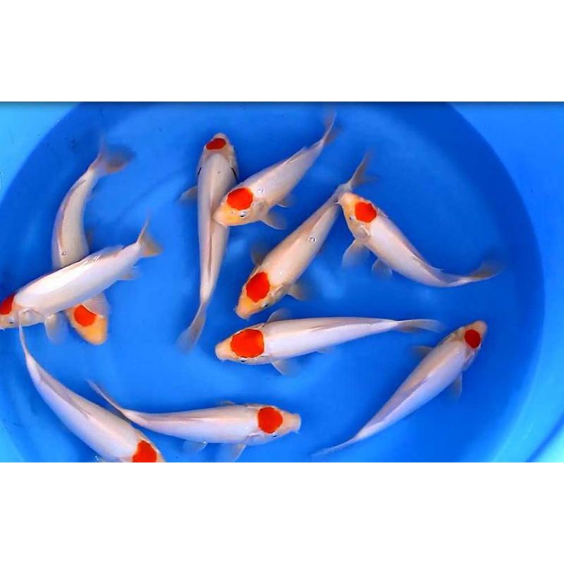 

KOI TANCHO PAKET 6 EKOR
