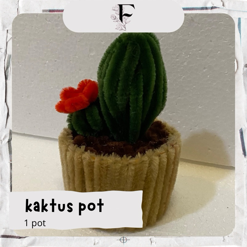 kaktus kawat bulu | bunga kawat bulu | kawat bulu||