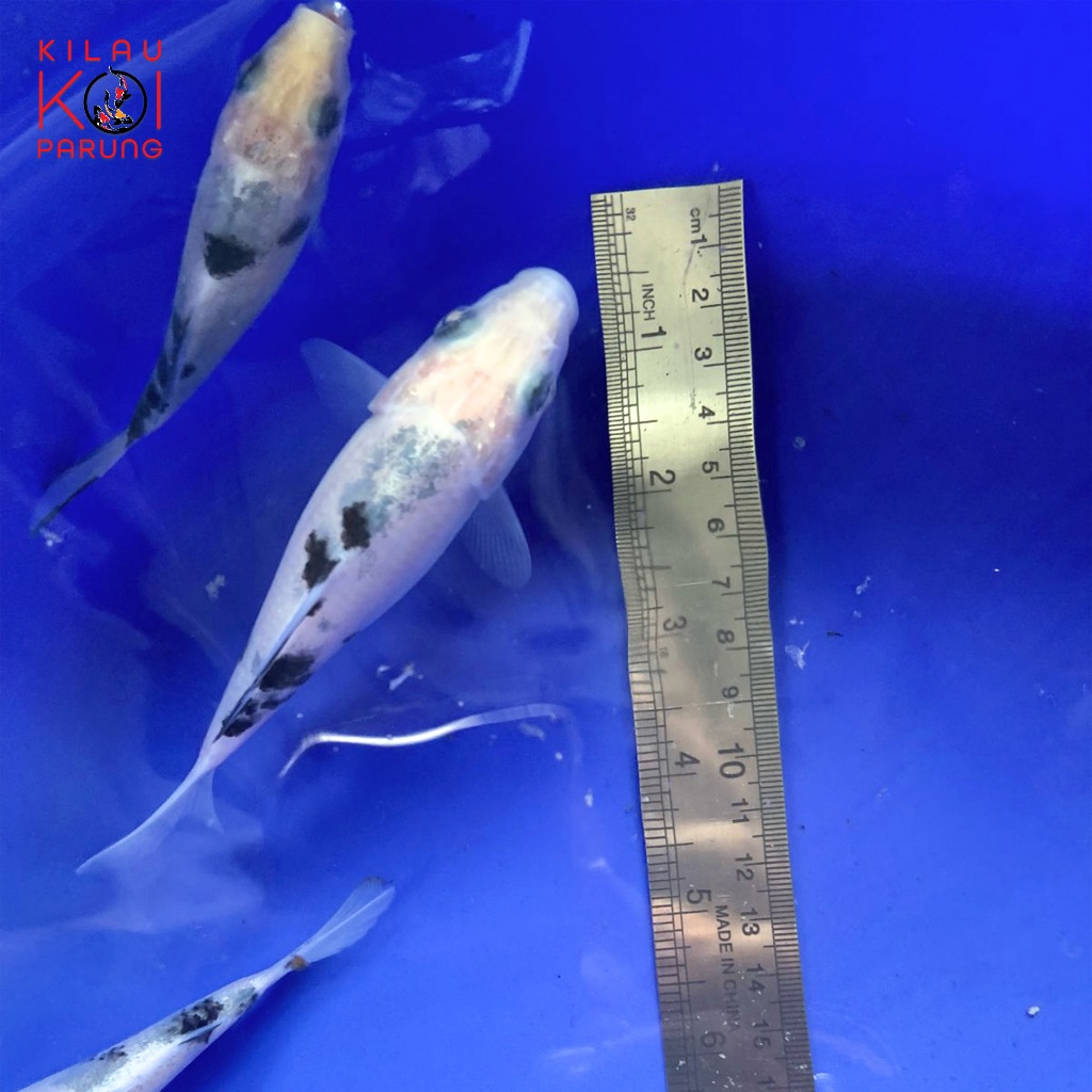 Bibit Ikan KOI Utsuri Grade A Blitar (Paket isi 5 ekor) Ukuran 11-15 cm, Layak dibesarkan.