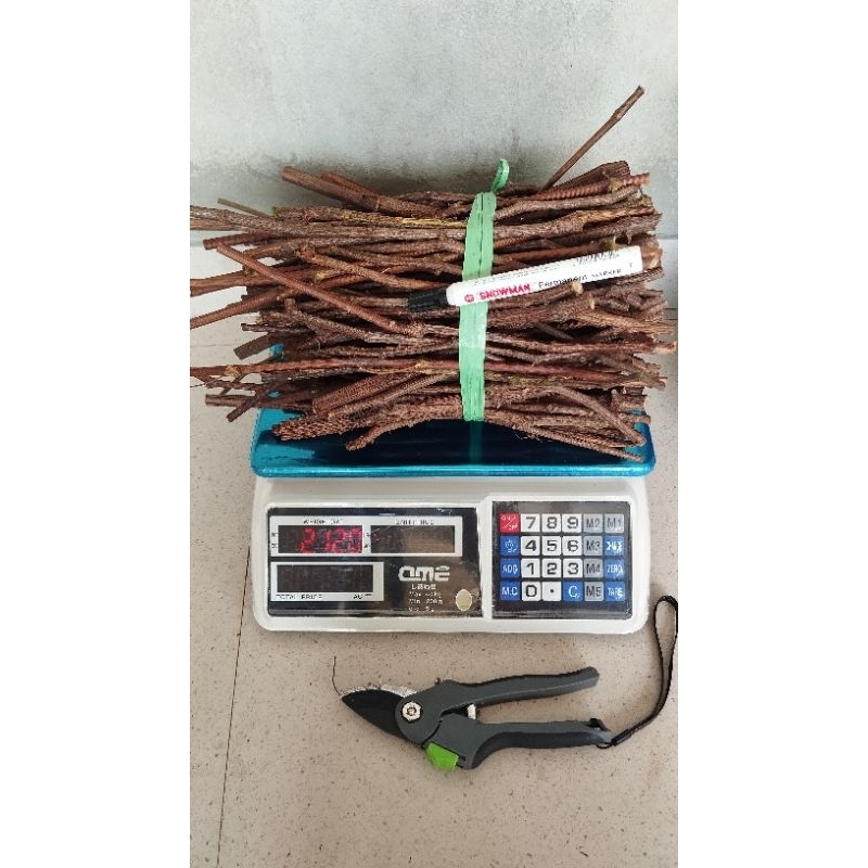 Grosir Cutting Rootstok Anggur Import