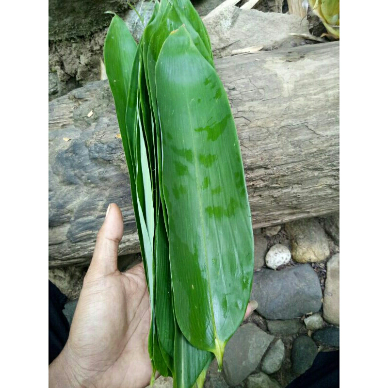 

Daun bambu bacang lebar+panjang dan segar 100gr