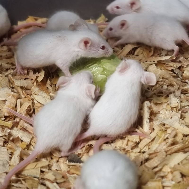 Mencit Jumper / Tikus Putih