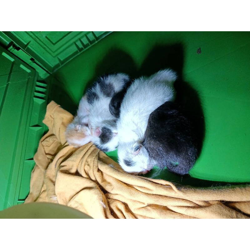 Adopsi Anakan kucing