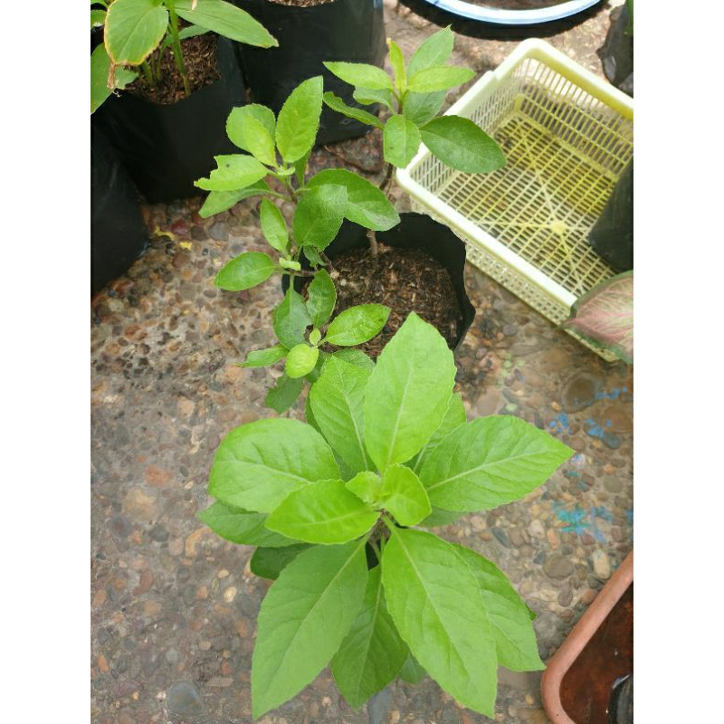 Tanaman Herbal Sambung Nyawa