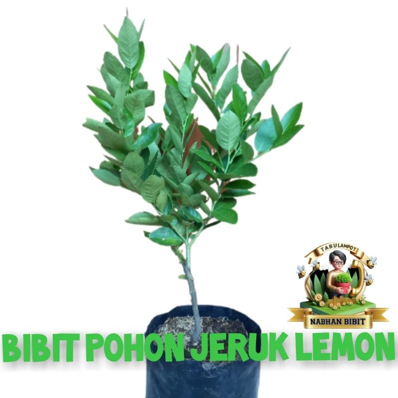 POHON JERUK LEMON / BIBIT JERUK LEMON