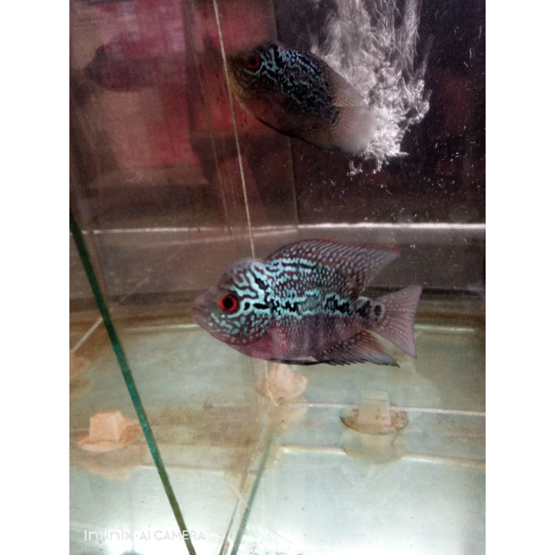 anakan ikan louhan Srd 5cm