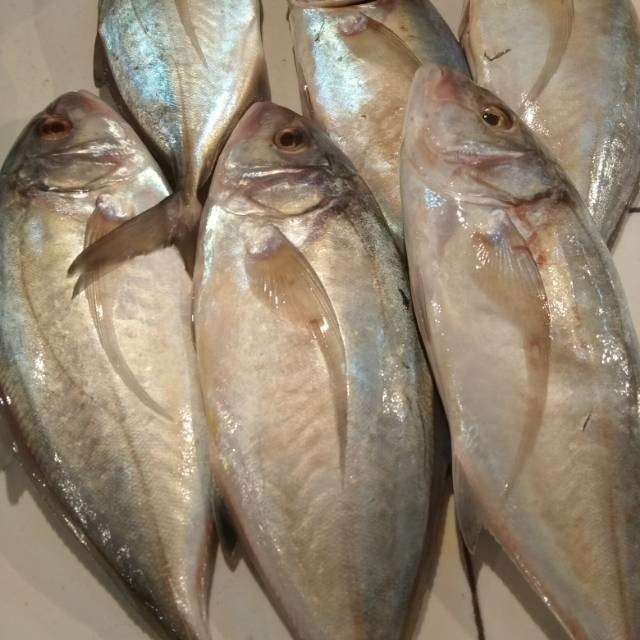 

Ikan Kuwe Fresh 500 gram KIRIM INSTANT