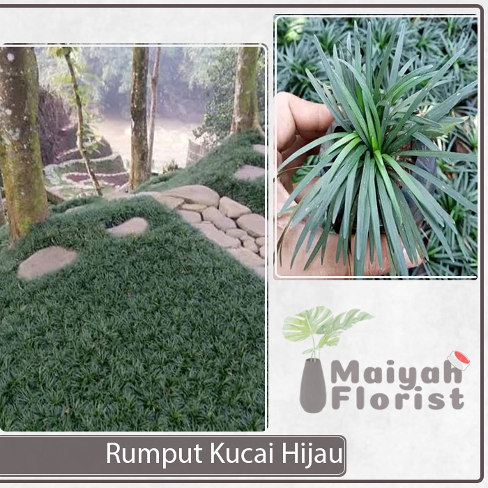 Tanaman Hias Rumput Kucai - Ophiopogon japonicus - Rumput Mondo