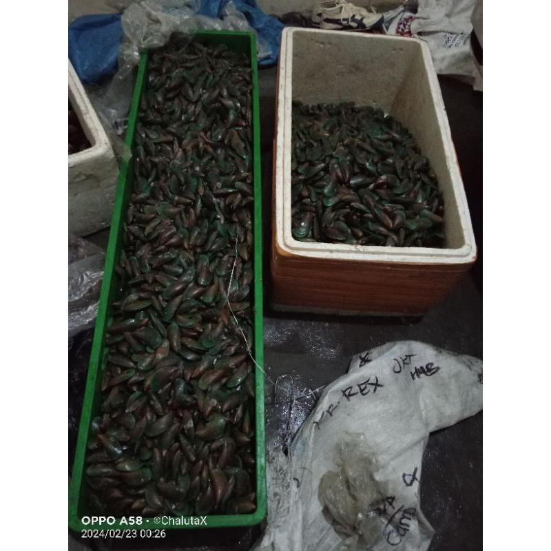

kerang ijo 1kg