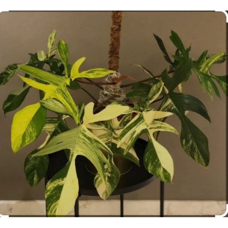 Tanaman hias Florida Beauty Variegata