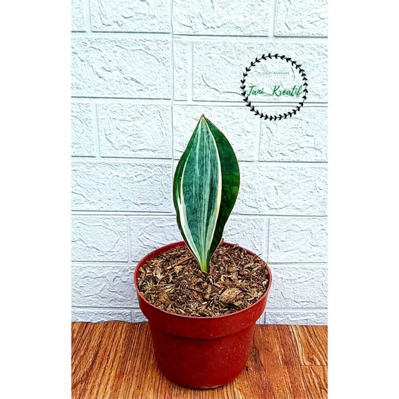 Sansivera Mason/Giant (Varigata Mewah)