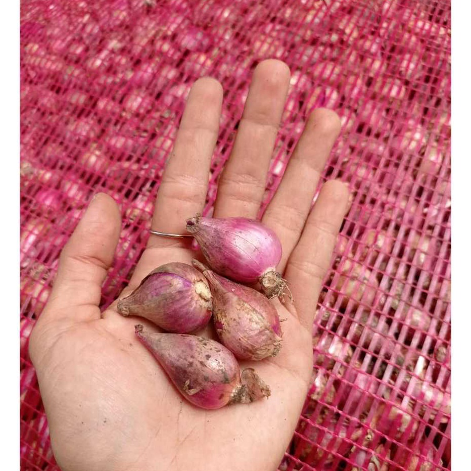 

Terlaku 1KG Bawang Merah