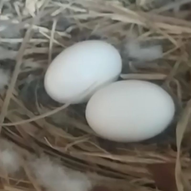 

Telur Merpati Fertile Untuk Ditetaskan | Telur Burung Dara Trah Juara