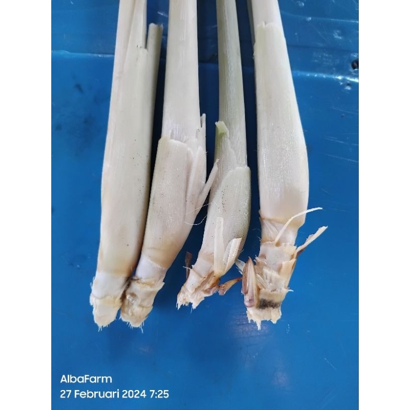 

sereh serai dapur serai wangi serai original (isi 10 buah)