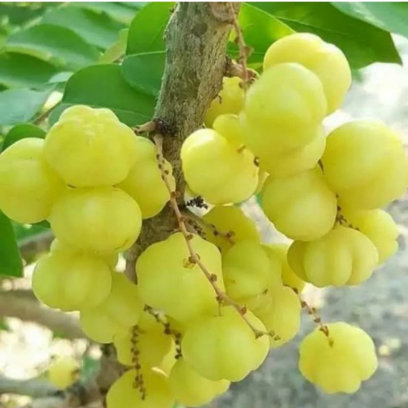 

BUAH CERME SEGAR / BUAH CERMAI FRESH 200 GRAM